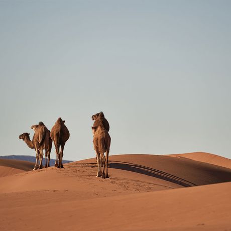 Blick auf fuenf Kamele in der marokkanischen Sahara