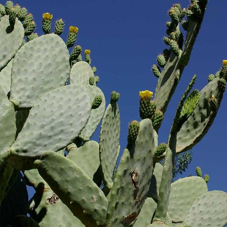 Blick auf einen Kaktus in Marokko