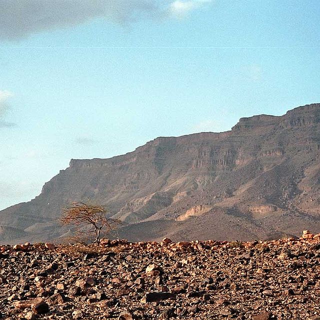 Baum Berge Draa-Tal