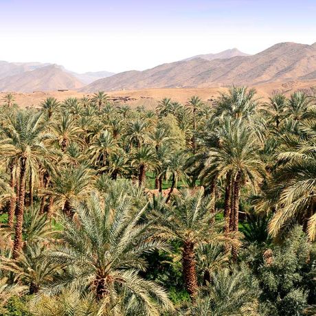 Blick auf Palmen vor Bergen im Draa-Tal