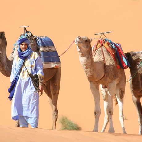 Blick auf Wuestenfuehrer Ali mit drei Kamelen