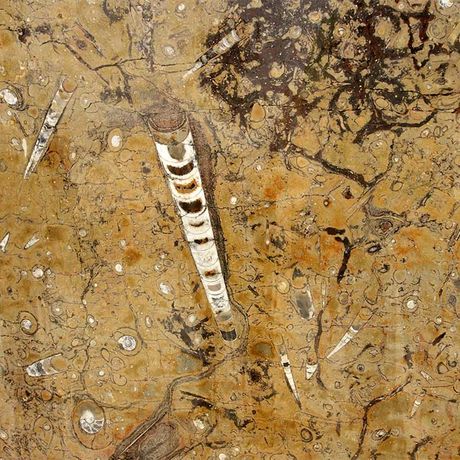 Blick auf Fossilien in einem Stein