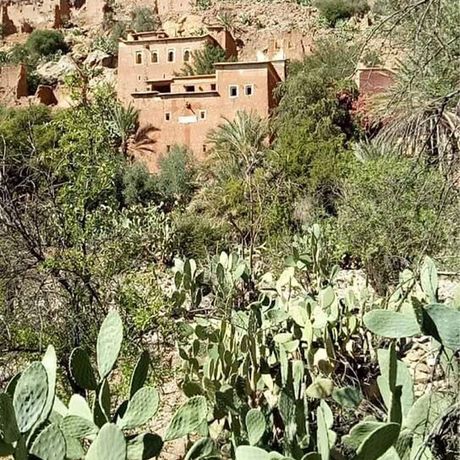 Blick auf Kakteen und Steinhaeuser in Marokko