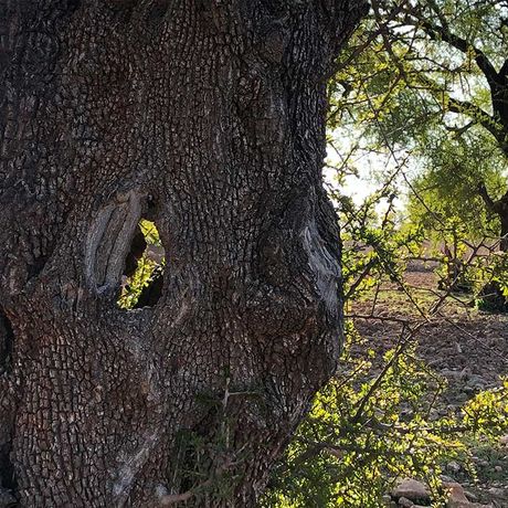 Blick auf den Stamm eines Arganbaumes