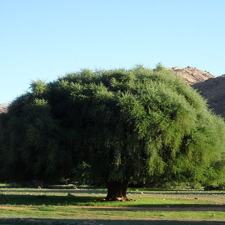 Blick auf einen Arganbaum im Tal der Ammeln