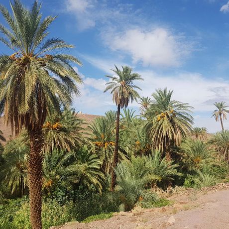 Blick auf Palmen in der Naehe des Draa Flusses