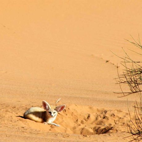 Blick auf einen Wuestenfuchs in Marokko