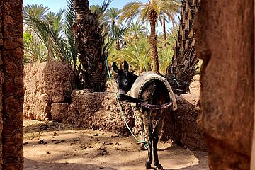 Hotel Bab el Oued Deluxezelt Oasien Camp
