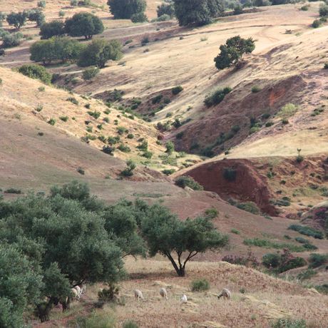 Blick auf Ziegen zwischen einigen Baeumen in Marokko