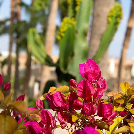Blick auf die pinken Blueten einer Pflanze im Aussenbereich des Boutique-Hotels les Jardins de la Medina