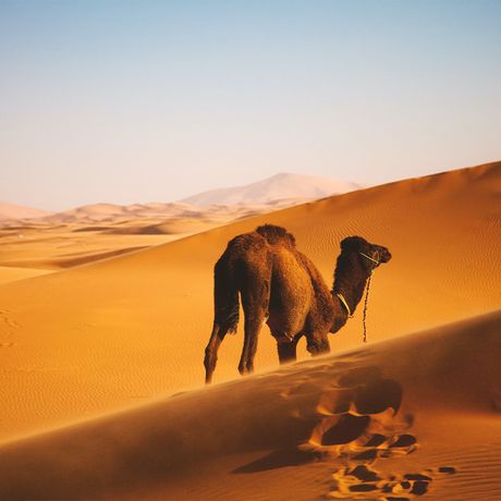 Blick auf ein Kamel im Erg Chebbi