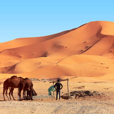 Blick auf zwei Personen und zwei trinkende Kamele vor einer Duene in der Sahara