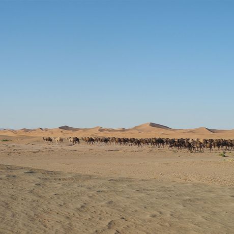 Blick auf viele Kamele in der Sahara