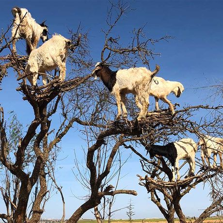 Blick auf Ziegen in einem Arganbaum in Marokko