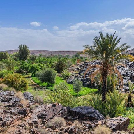 Blick auf Felsen und Palmen im Tal von Sidi Flah