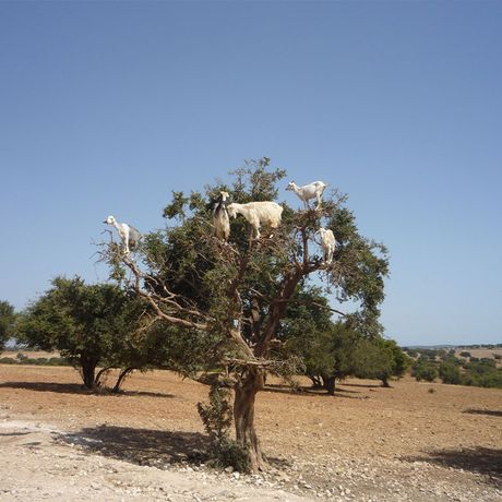 Blick auf Ziegen auf einem Arganbaum in Marokko