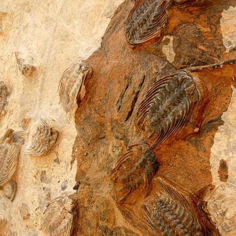Blick auf mehrere Fossilien