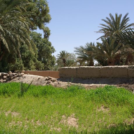 Blick auf Palmen an einer Wiese in Marokko