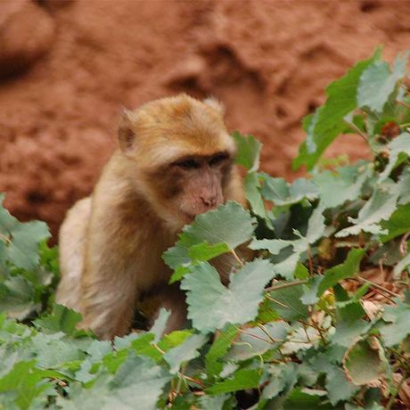 Blick auf einen Berber-Affen zwischen Blaettern