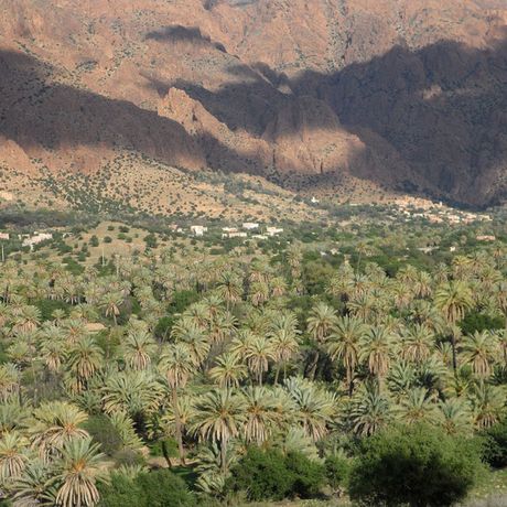 Blick auf Palmen im Tal der Ammeln