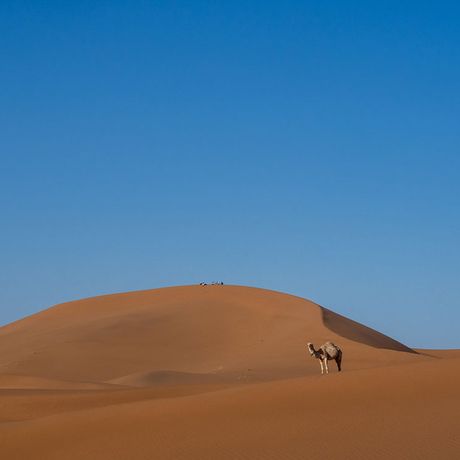 Blick auf ein Kamel vor einer Düne in der Wüste Marokkos.
