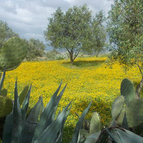 Blick durch Kakteen auf eine gruen-gelbe Wiese in Marokko