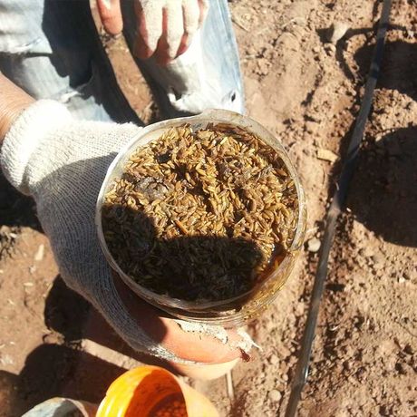 Blick auf das Saatgut eines Feldes in Marokko