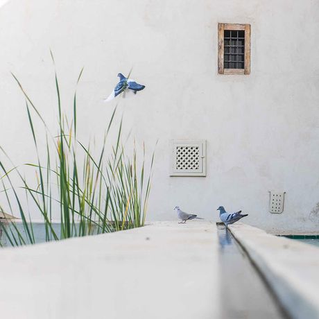 Blick auf Tauben vor einer weissen Hausfassade in Marrakesch