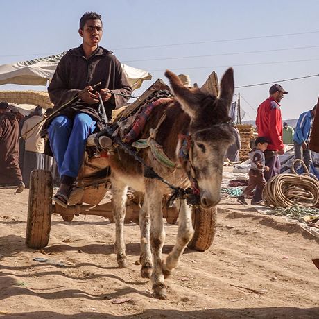 Mann reitet auf einem Esel auf einem Berbermarkt in Marokko