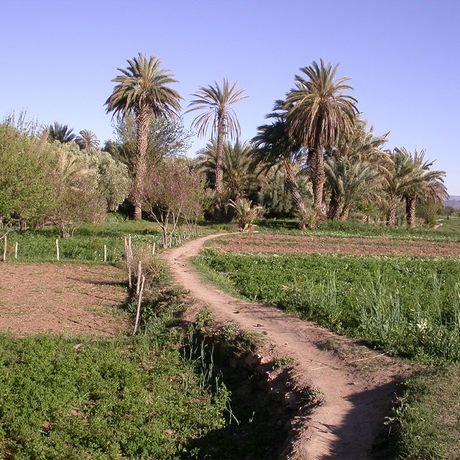 Blick auf einen Weg zwischen guenen Feldern und Palmen in Marokko
