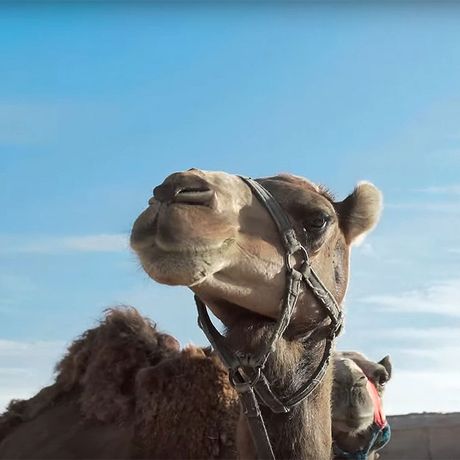 Blick auf zwei Kamele in der Agafy Wueste