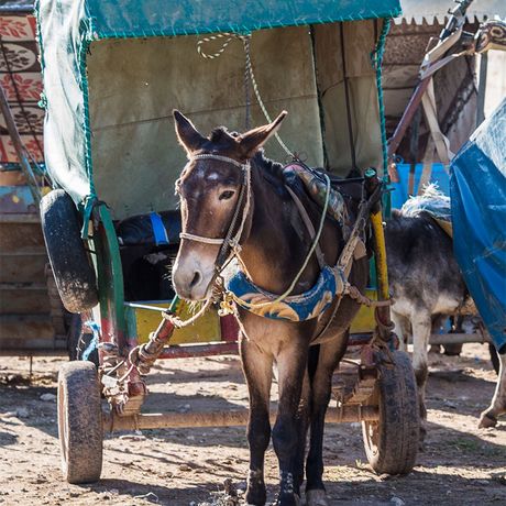 Blick auf einen Esel mit Anhaenger auf dem Berbermarkt Had Draa