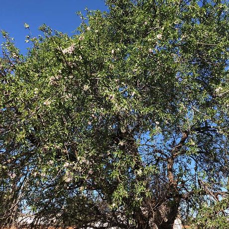 Blick auf einen Arganbaum in Marokko